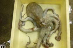 食品コンビナート和歌山側ドラムで最近絶好調…